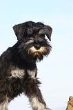 SCHNAUZER NAIN 036